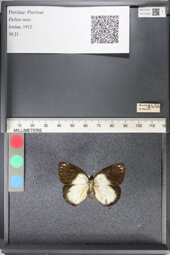 Media type: image;   Entomology 131686